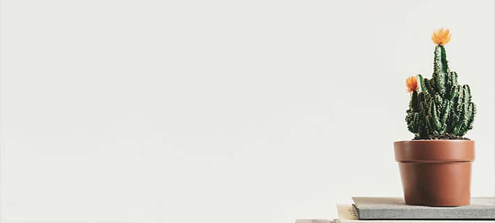 Photo d'une fleur pour parler de la simplification